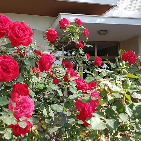 Apartment Petrapapae
